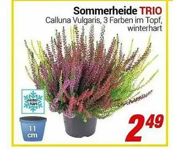 CENTERSHOP Sommerheid Trio Angebot