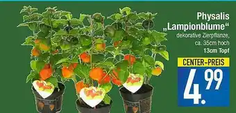 E-Center Physalis Lampionblume Angebot