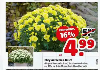 Hagebau Chrysanthemen-busch Angebot