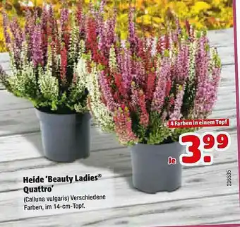 Hagebau Heide 'beauty Ladies Quattro' Angebot