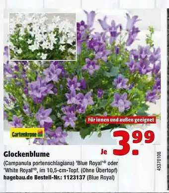 Hagebau Glockenblume Angebot