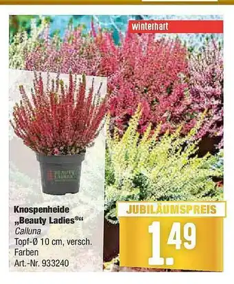 Hellweg Knospenheide „beauty Ladies” Angebot