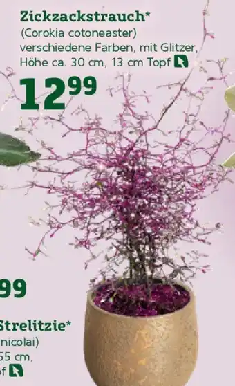 Pflanzen Kölle Zickzackstrauch (Corokia cotoneaster) Angebot