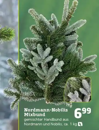 Pflanzen Kölle Nordmann-Nobilis Mixbund Angebot