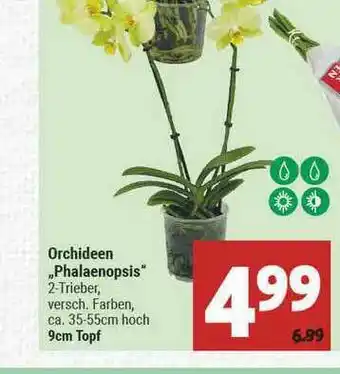 Marktkauf Orchideen „phalaenopsis” Angebot