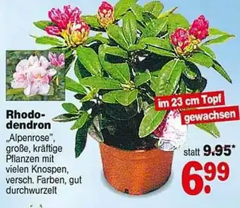 Repo Markt Rhododendron „alpenrose” Angebot