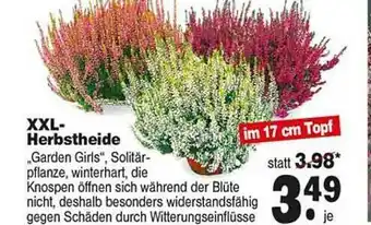 Repo Markt Xxl-herbstheide „garden Girls” Angebot