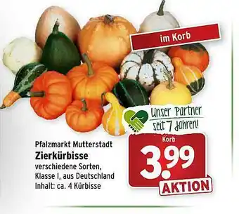 Wasgau Zierkürbisse Angebot