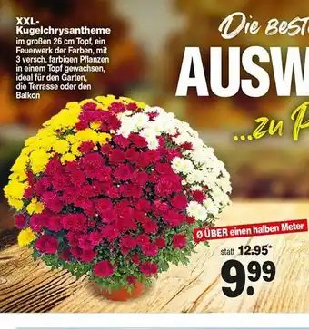 Repo Markt Xxl-kugelchrysantheme Angebot