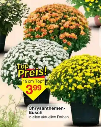 Jawoll Chrysanthemen Busch Angebot