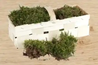 Thomas Philipps Mooskörbchen Angebot