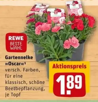 REWE City Gartennelke Oscar Angebot