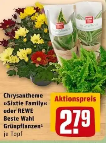 REWE City Chrysantheme Sixtie Family oder Rewe Beste Wahl Grünpflanzen Angebot