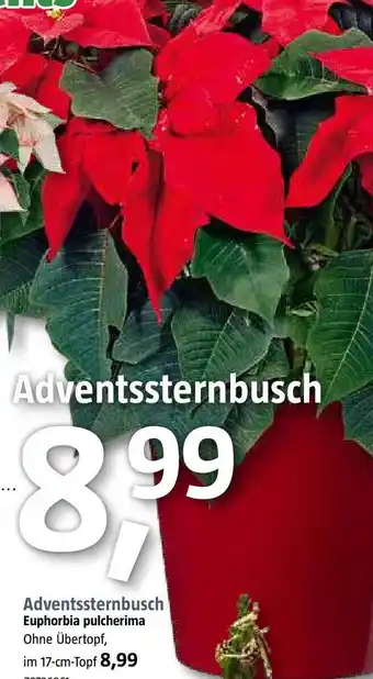 Bauhaus Adventssternbusch Angebot