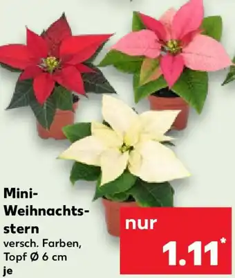 Kaufland Mini Weihnachtsstern Angebot