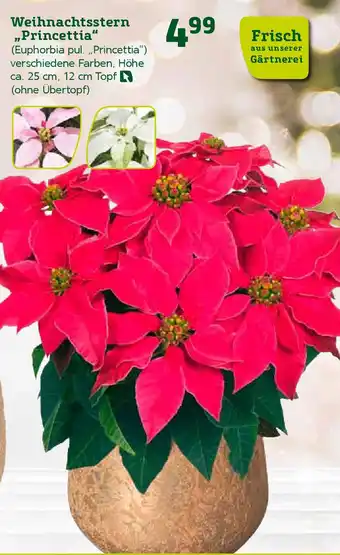 Pflanzen Kölle Weihnachtsstern ,,Princettia" (Euphorbia pul. ,,Princettia") verschiedene Farben, Höhe ca. 25 cm, 12 cm Topf Angebot