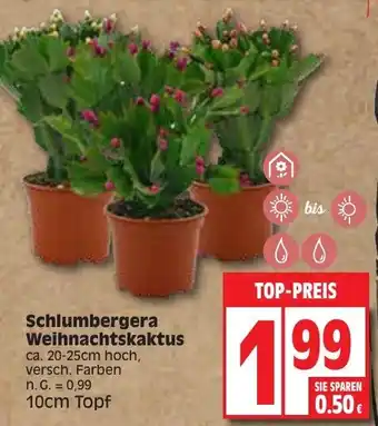 Edeka Schlumbergera Weihnachtskaktus 10 cm Topf Angebot