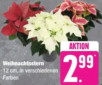 Edeka Weihnachtsstern 12 cm Angebot