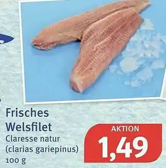 Feneberg Frisches Welsfilet Angebot