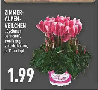 Marktkauf Zimmeralpenveilchen „cyclamen Persicum” Angebot