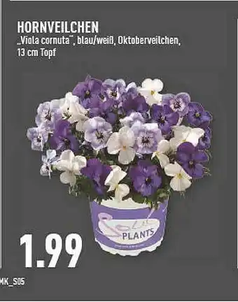 Marktkauf Hornveilchen „viola Cornuta” Angebot