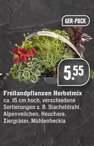 Edeka Freilandpflanzen Herbstmix Angebot