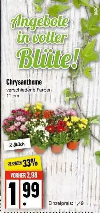 Edeka Chrysantheme Angebot