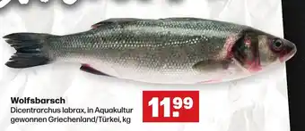 Handelshof Wolfsbarsch Dicentrarchus labrax, in Aquakultur gewonnen Griechenland/Türkei, kg Angebot