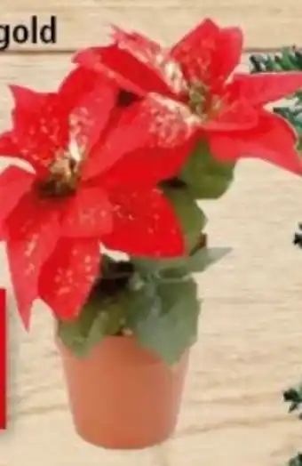 Thomas Philipps Künstlicher weihnachtsstern Angebot