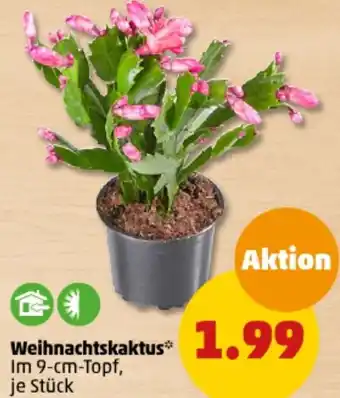 PENNY Weihnachtskaktus Angebot