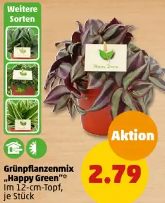 PENNY Grünpflanzenmix Happy Green Angebot