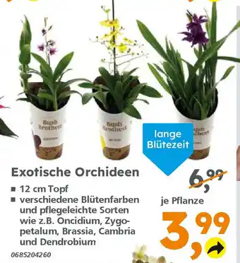Globus Baumarkt Exotische Orchideen Angebot