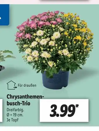 Lidl Chrysanthemenbusch-Trio 19cm Angebot