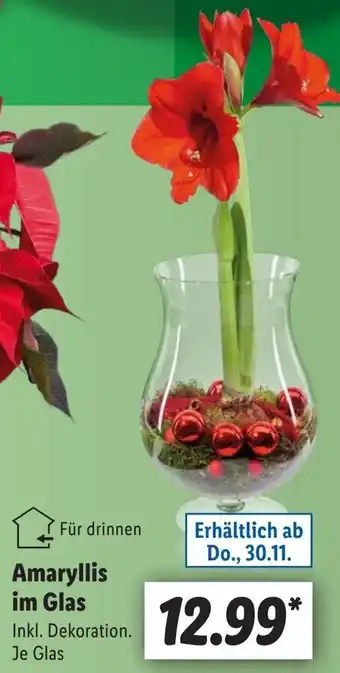 Lidl Amaryllis im Glas Angebot