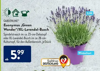 Aldi Süd Euonymus gren wonder XL-lavendel-busch Angebot