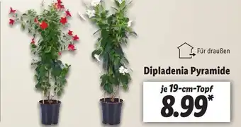 Lidl Dipladenia Pyramide Angebot