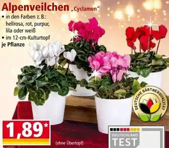 Norma Alpenveilchen ,,Cyclamen" Angebot
