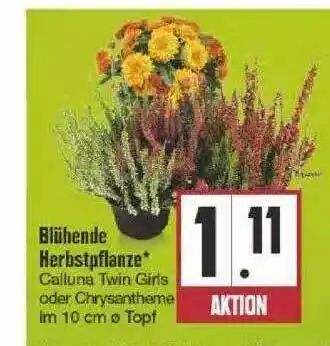 Edeka Blühende Herbstpflanze Angebot