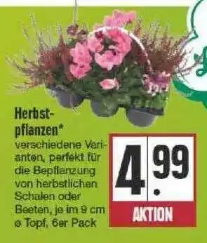 Edeka Herbst Pflanzen Angebot