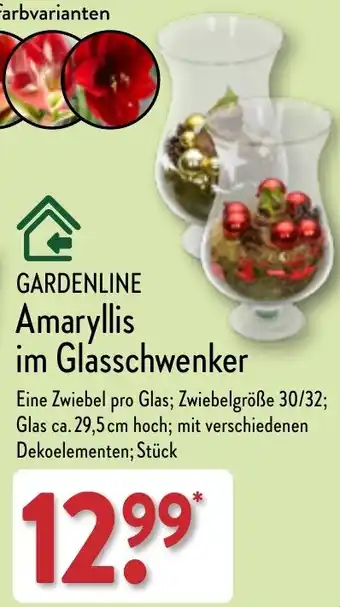 Aldi Nord GARDENLINE Amaryllis im Glasschwenker Angebot