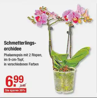 V Markt Schmetterlings Orchidee Angebot