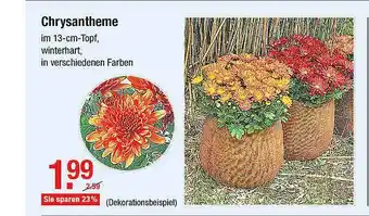 V Markt Chrysantheme Angebot