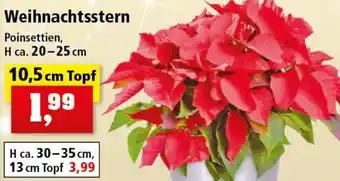 Thomas Philipps Weihnachtsstern 10,5 cm Topf Angebot