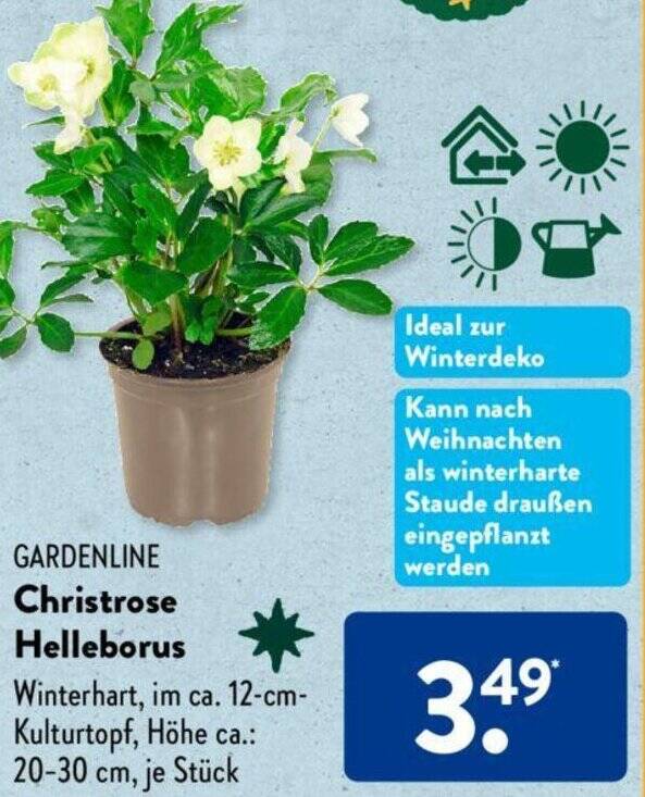 GARDENLINE Christrose Helleborus Angebot bei Aldi Süd
