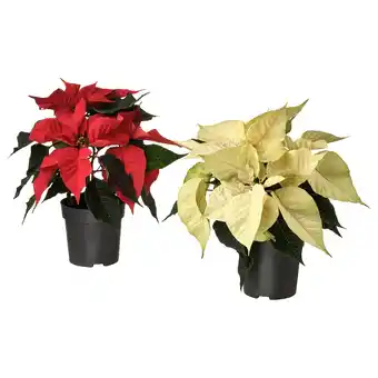 IKEA Poinsettia pflanze, weihnachtsstern/versch. farben, 10.5 cm Angebot