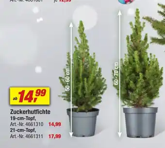 toom Baumarkt Zuckerhutfichte 19-cm-Topf, Angebot