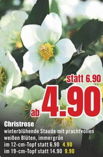 B1 Discount Baumarkt Christrose Angebot