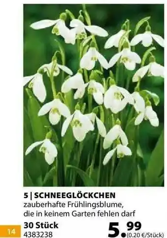 Dehner Schneeglöckchen Angebot