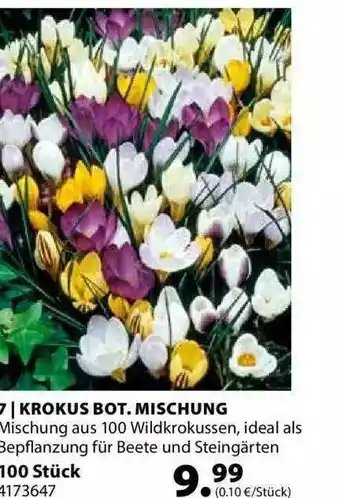 Dehner Krokus Bot. Mischung Angebot