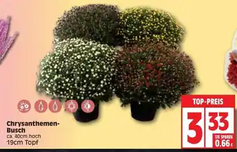 Edeka Chrysanthemen-Busch Angebot